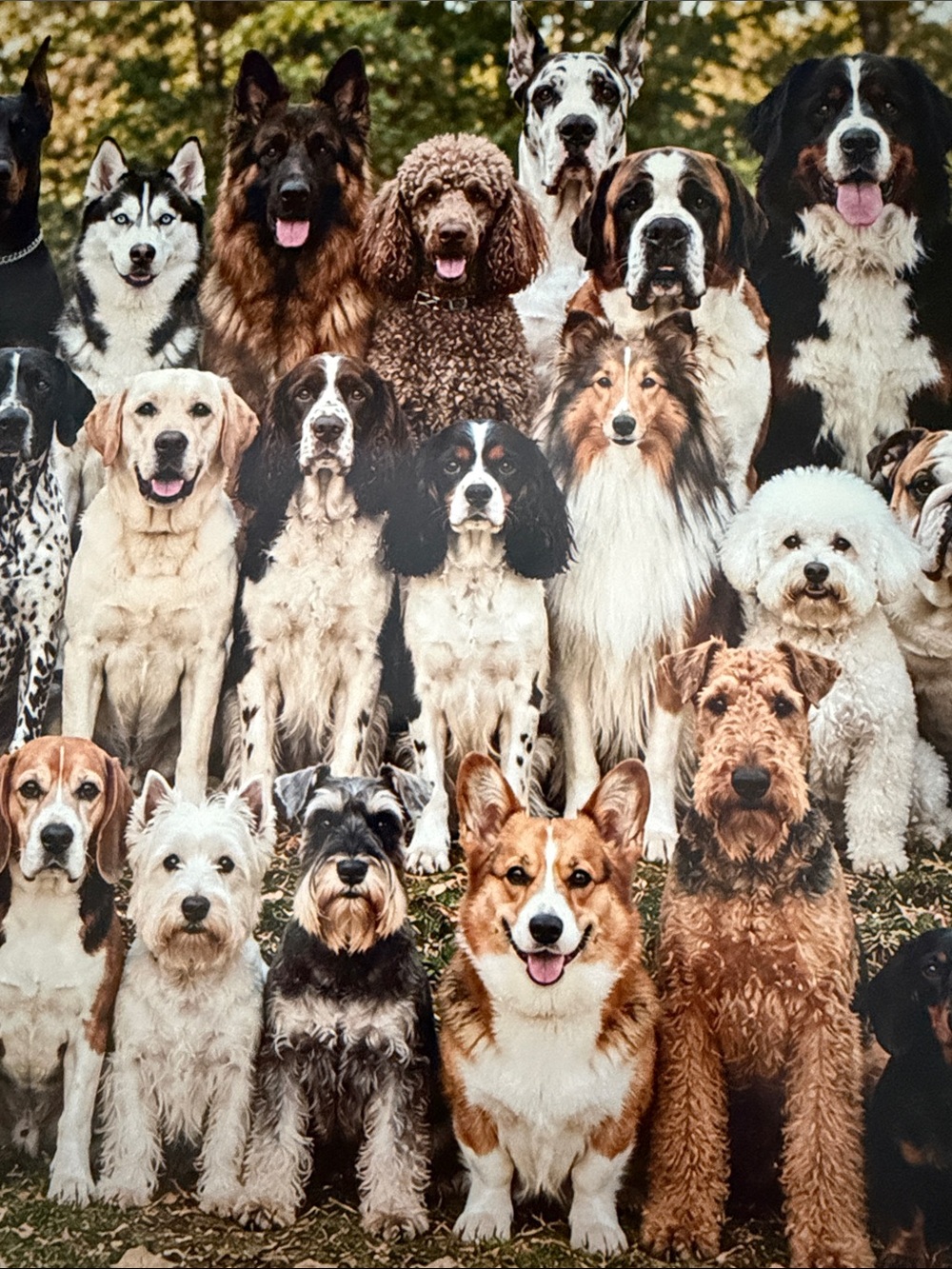 Dog Breeds Group Portrait - Dog lover Wall Art 8”x10” Unframed